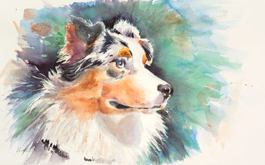 Australian Shepherd