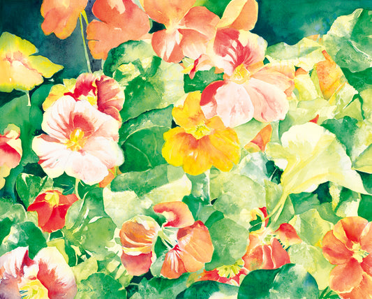 Nasturtium Jewels