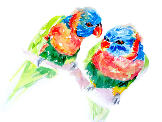 Rainbow Lorikeets