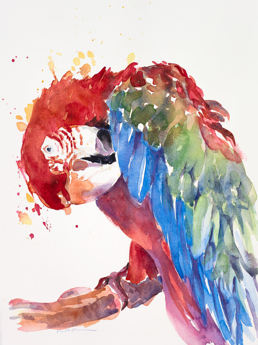 Red Macaw