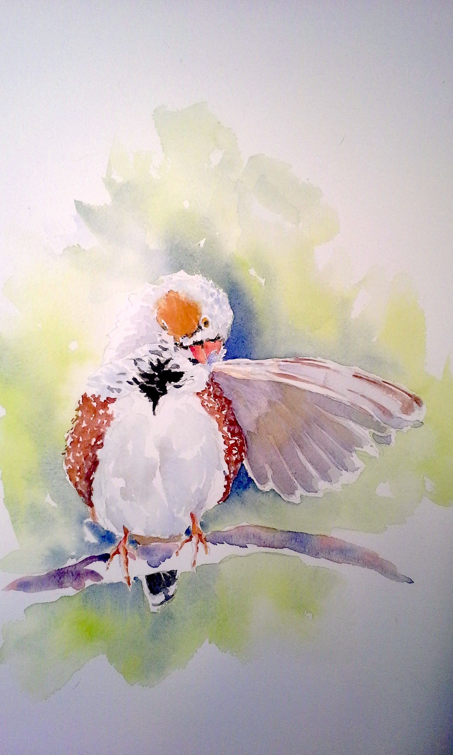 Zebra Finch